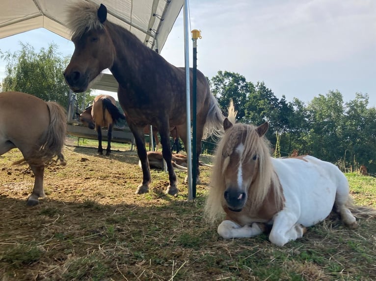 Shetland Ponys Stute 8 Jahre 85 cm Schecke in Allerheiligen im M&#xFC;hlkreis