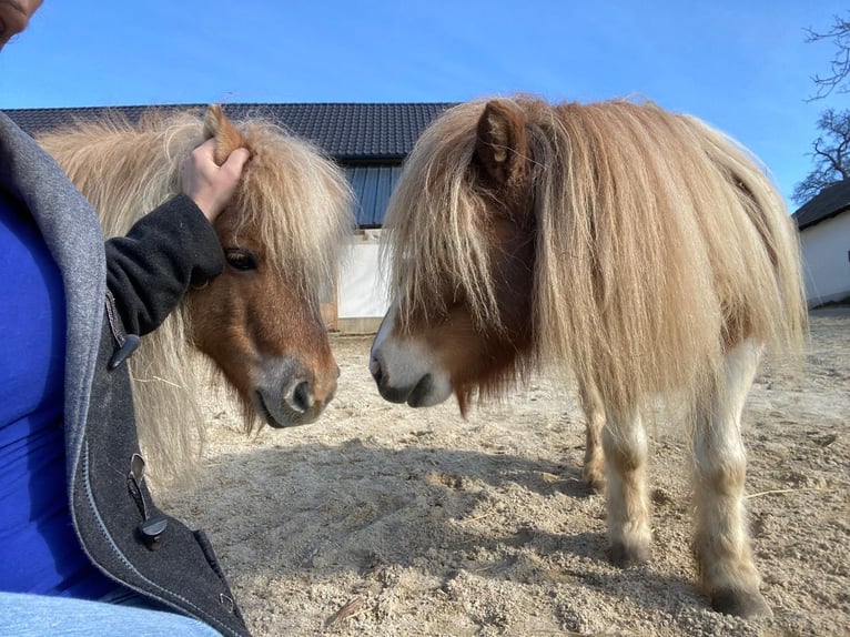 Shetland Ponys Stute 8 Jahre 85 cm Schecke in Allerheiligen im M&#xFC;hlkreis