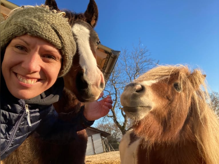 Shetland Ponys Stute 8 Jahre 85 cm Schecke in Allerheiligen im M&#xFC;hlkreis