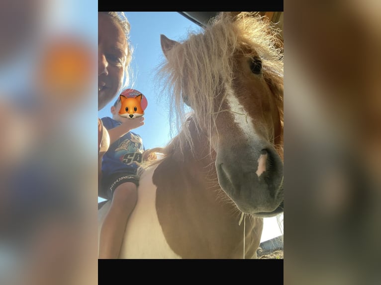 Shetland Ponys Stute 8 Jahre 85 cm Schecke in Allerheiligen im M&#xFC;hlkreis