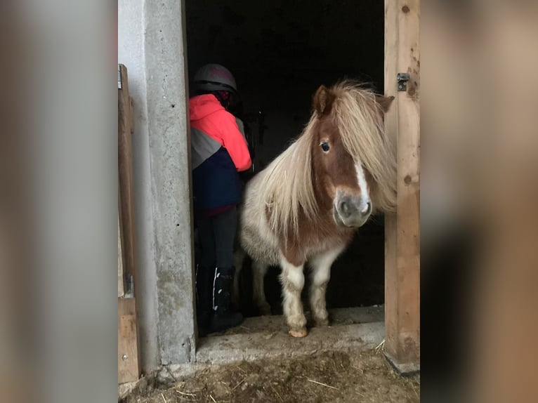 Shetland Ponys Stute 8 Jahre 85 cm Schecke in Allerheiligen im M&#xFC;hlkreis