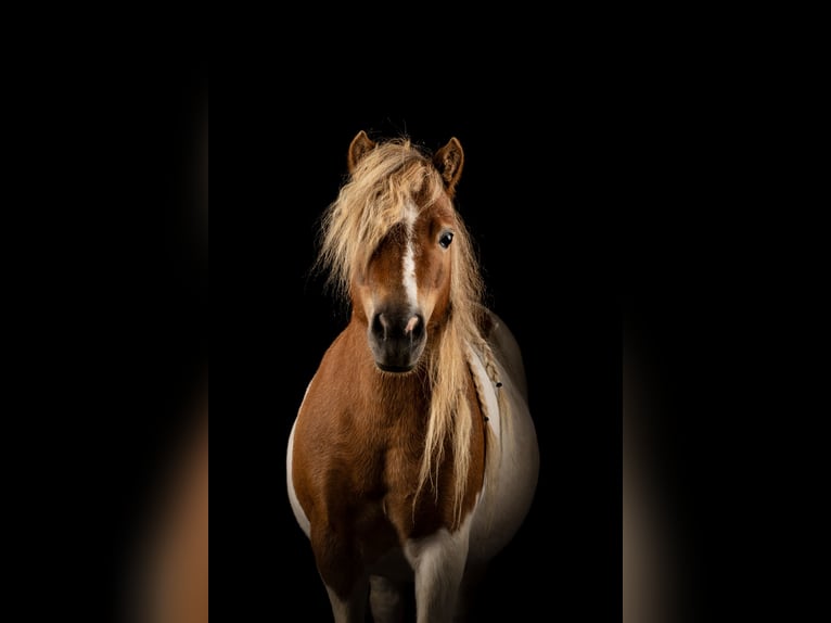 Shetland Ponys Stute 8 Jahre 85 cm Schecke in Allerheiligen im M&#xFC;hlkreis