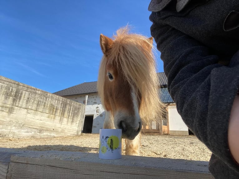 Shetland Ponys Stute 8 Jahre 85 cm Schecke in Allerheiligen im M&#xFC;hlkreis