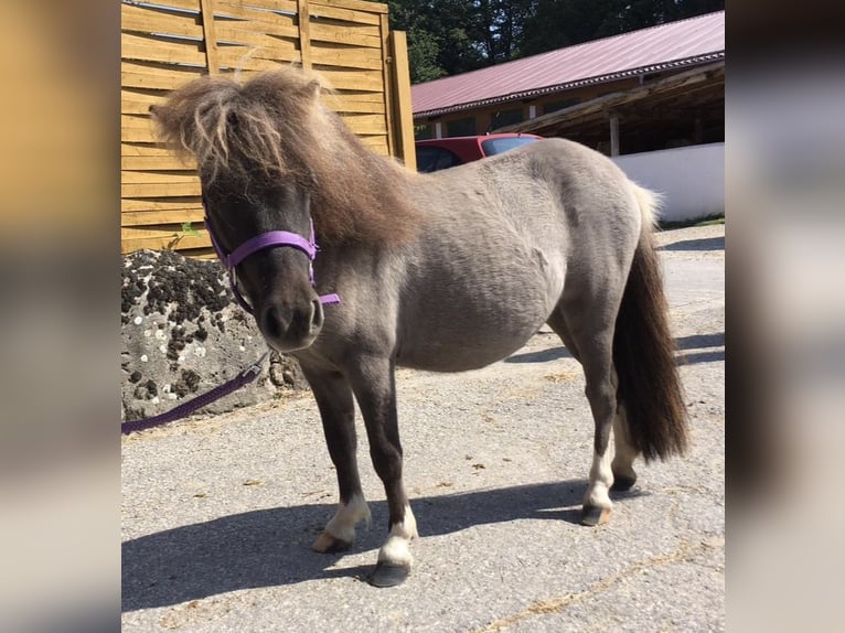 Shetland Ponys Stute 8 Jahre 88 cm Grullo in Rüglandügland