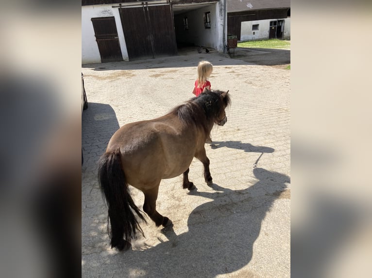 Shetland Ponys Stute 8 Jahre 90 cm Dunkelbrauner in Aying