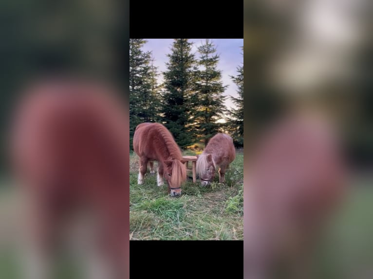 Shetland Ponys Stute 8 Jahre 90 cm Fuchs in Emstek