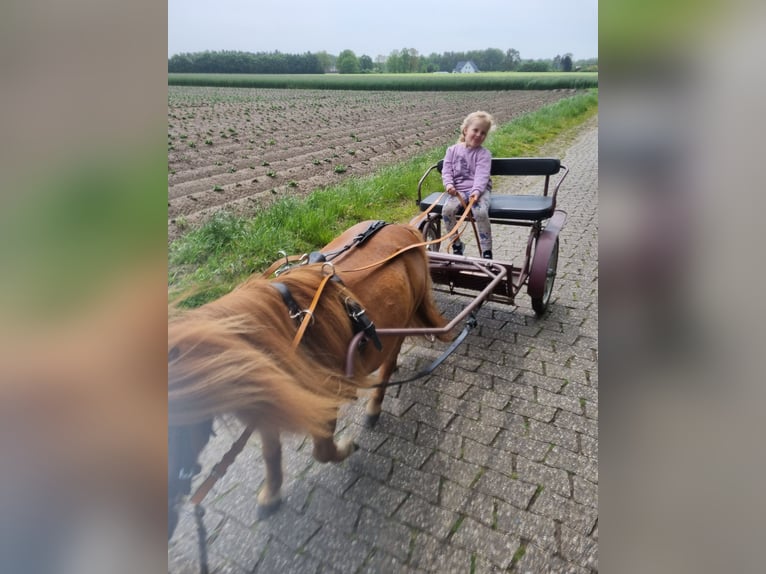 Shetland Ponys Stute 8 Jahre 90 cm Fuchs in Emstek