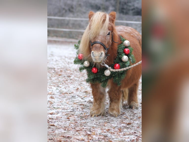 Shetland Ponys Stute 8 Jahre 90 cm Fuchs in Emstek