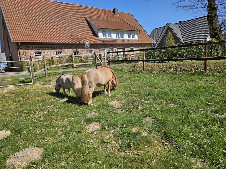 Shetland Ponys Stute 8 Jahre 90 cm Fuchs in Emstek