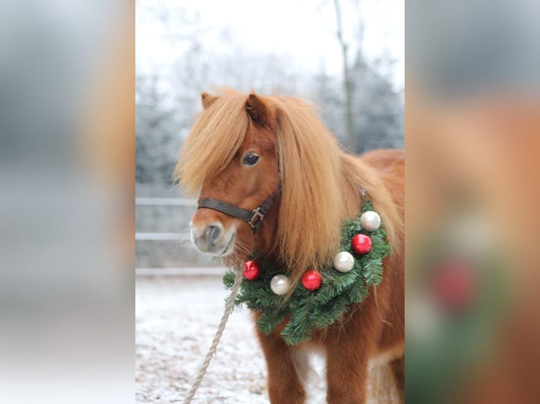 Shetland Ponys Stute 8 Jahre 90 cm Fuchs in Emstek