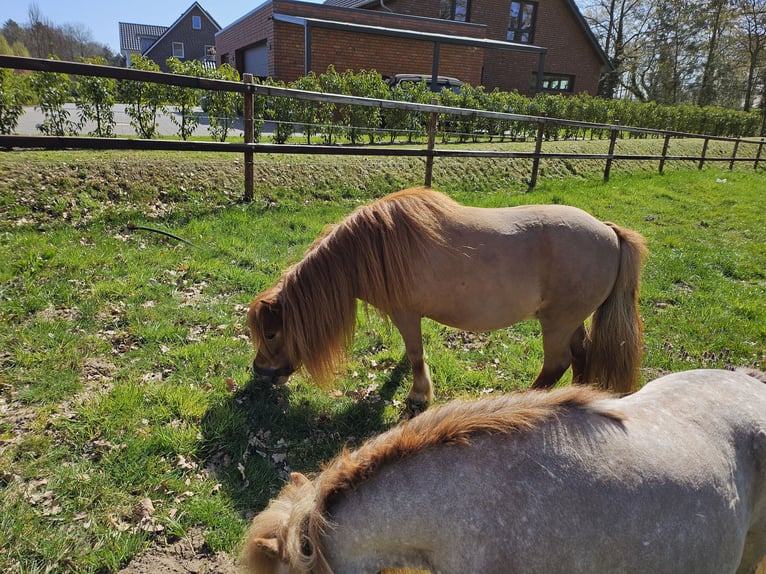 Shetland Ponys Stute 8 Jahre 90 cm Fuchs in Emstek
