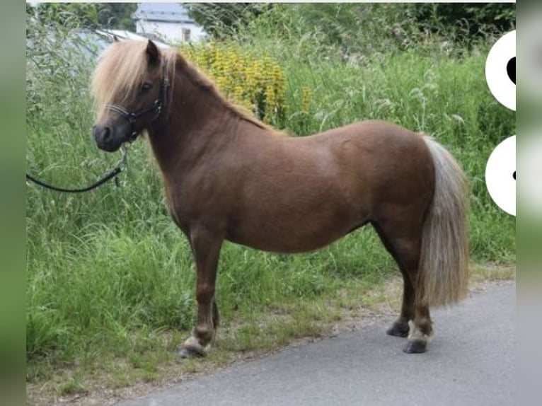 Shetland Ponys Stute 8 Jahre 93 cm Dunkelfuchs in Rehlingen-Siersburg