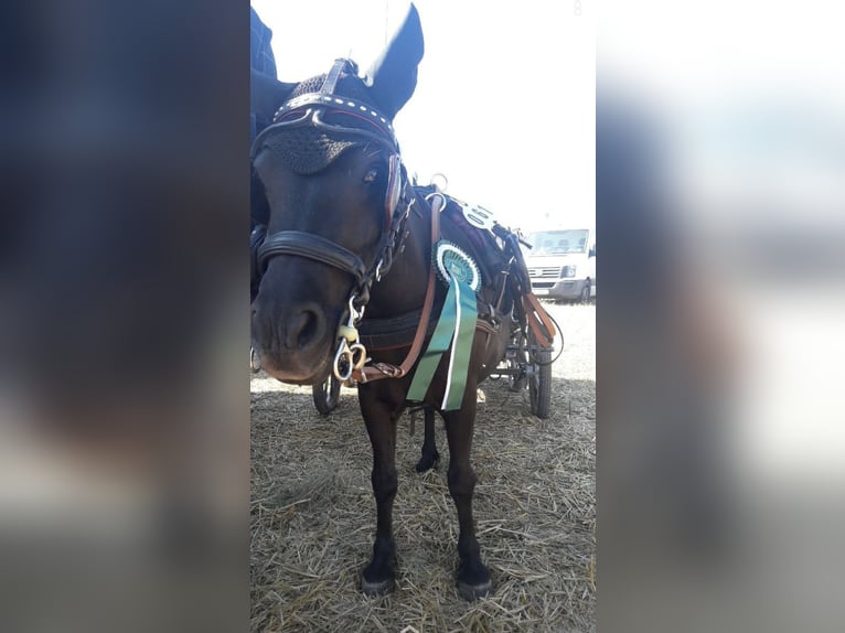 Shetland Ponys Stute 8 Jahre 95 cm Rappe in Wendelstein