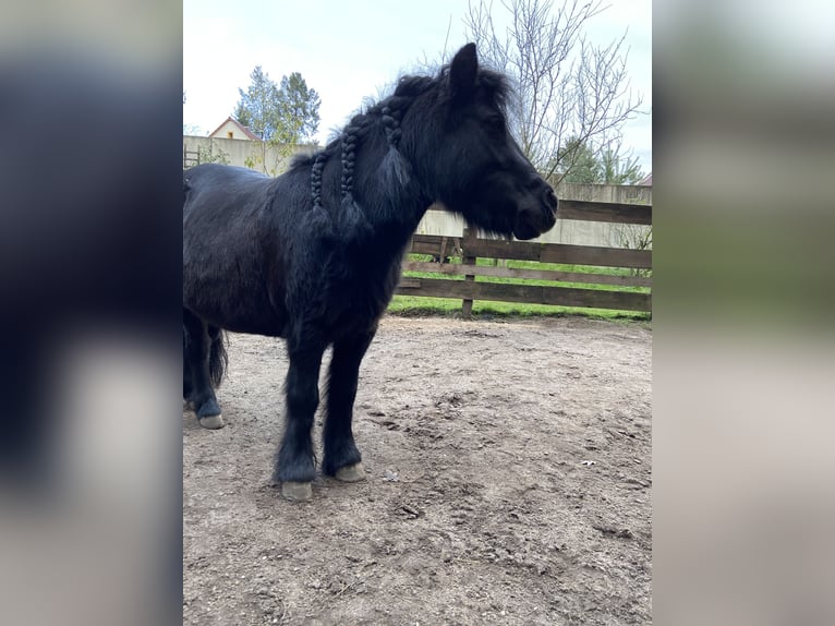 Shetland Ponys Stute 8 Jahre 95 cm Rappe in Wendelstein