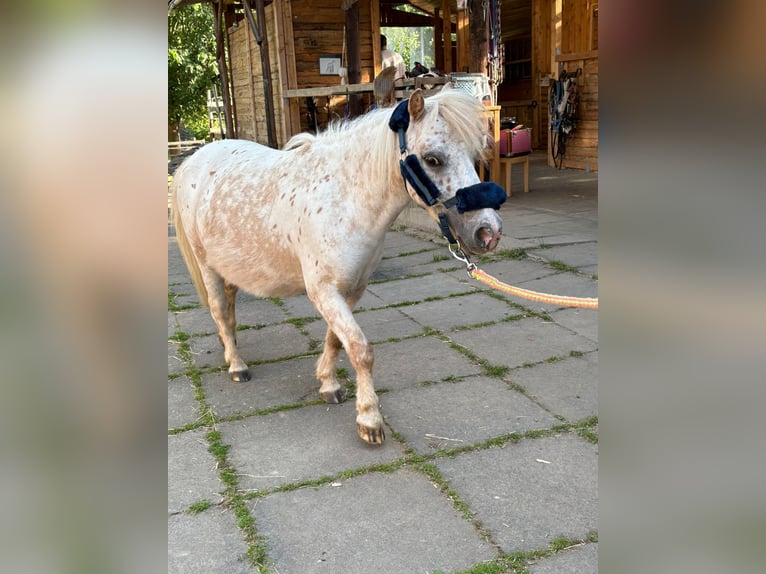 Shetland Ponys Mix Stute 8 Jahre 95 cm Tigerschecke in Waldorf