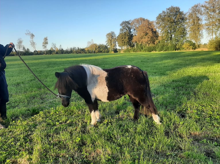 Shetland Ponys Stute 8 Jahre 97 cm Schecke in Riekenbostel