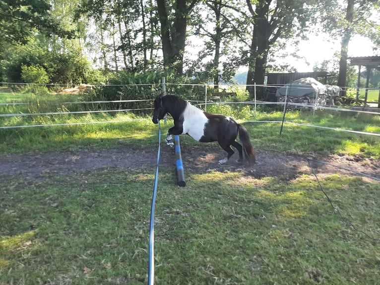 Shetland Ponys Stute 8 Jahre 97 cm Schecke in Riekenbostel