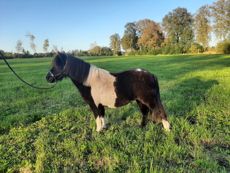Shetland Ponys Stute 8 Jahre 97 cm Schecke in Riekenbostel
