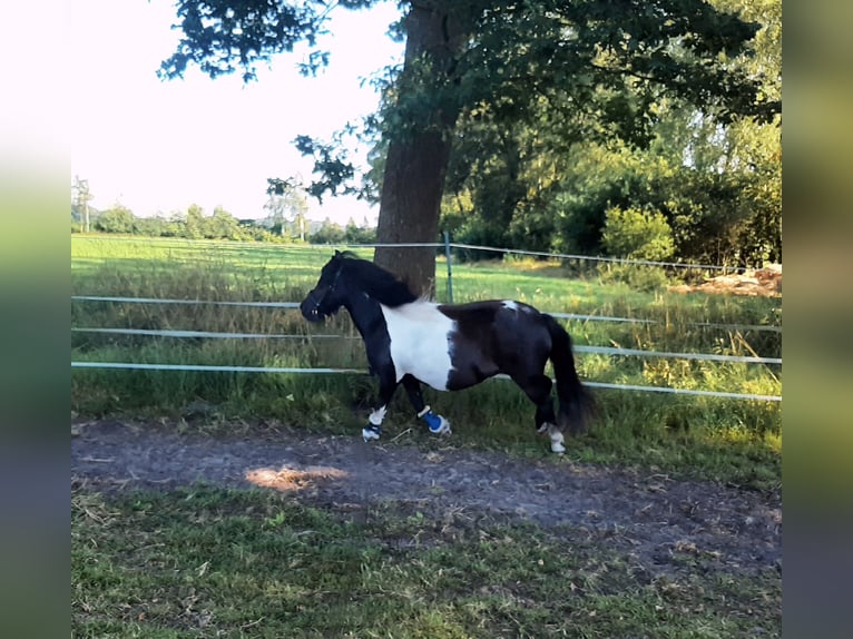 Shetland Ponys Stute 8 Jahre 97 cm Schecke in Riekenbostel