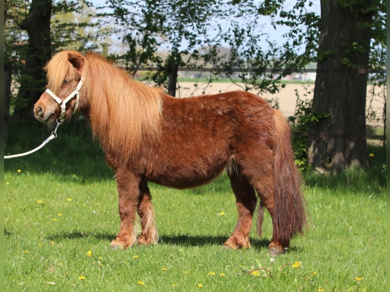 Shetland Ponys Stute 8 Jahre Fuchs in Emmeloord