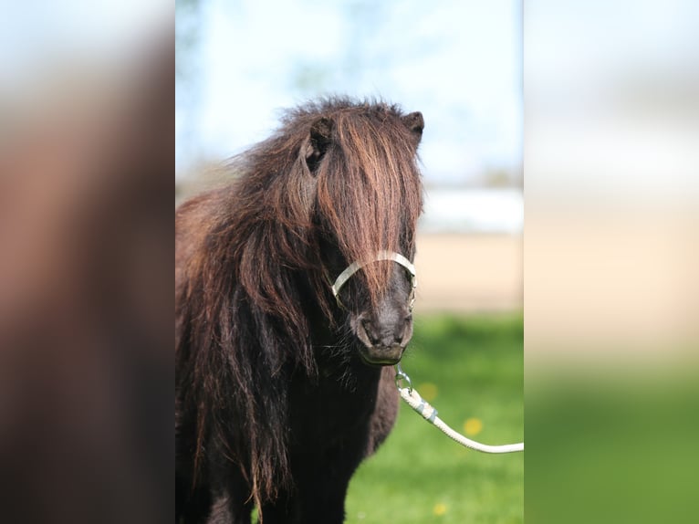 Shetland Ponys Stute 8 Jahre Fuchs in Emmeloord
