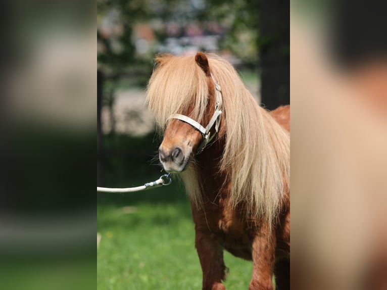 Shetland Ponys Stute 8 Jahre Fuchs in Emmeloord