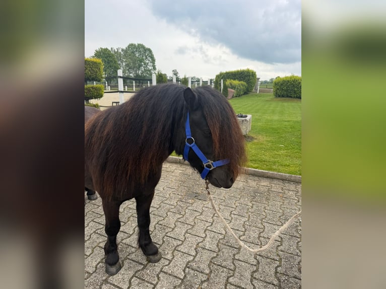 Shetland Ponys Stute 8 Jahre Rappe in Nordwalde