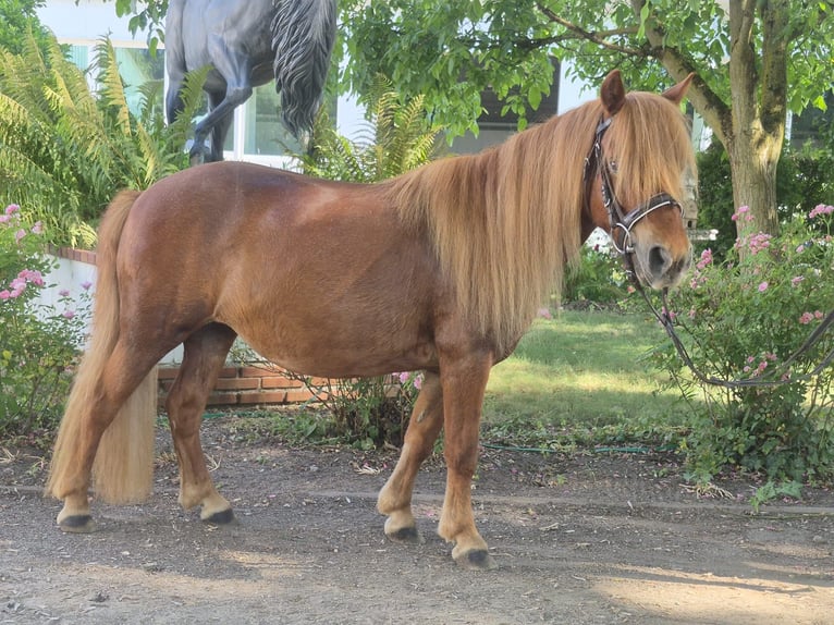Shetland Ponys Stute 9 Jahre 100 cm Fuchs in Nidderau
