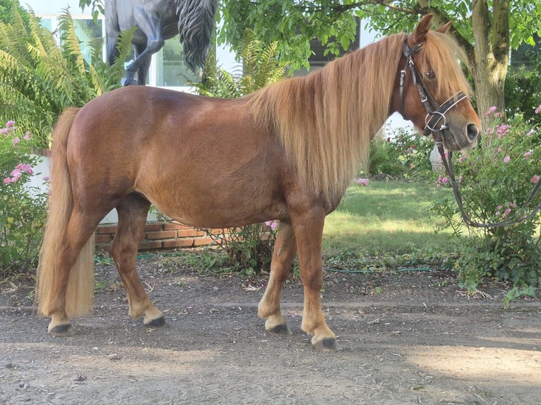 Shetland Ponys Stute 9 Jahre 100 cm Fuchs in Nidderau