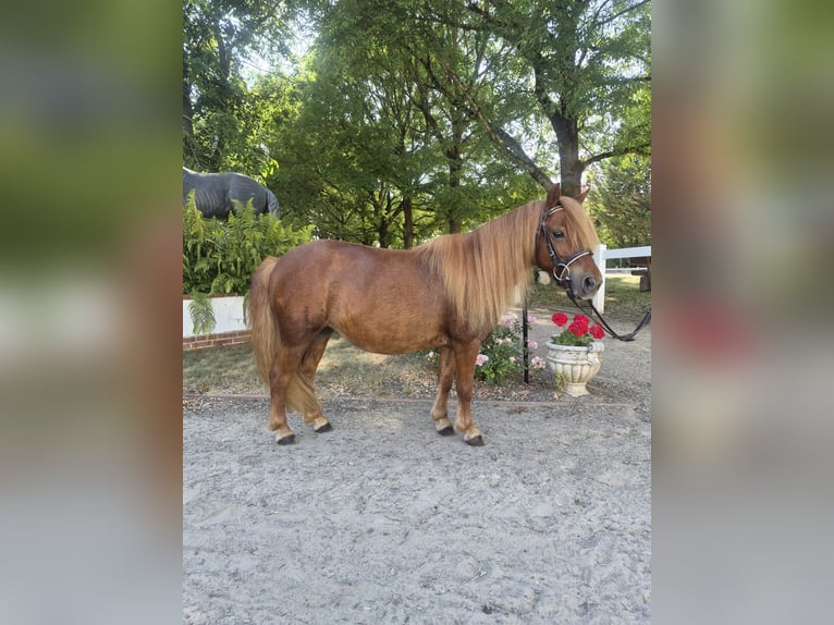 Shetland Ponys Stute 9 Jahre 100 cm Fuchs in Nidderau