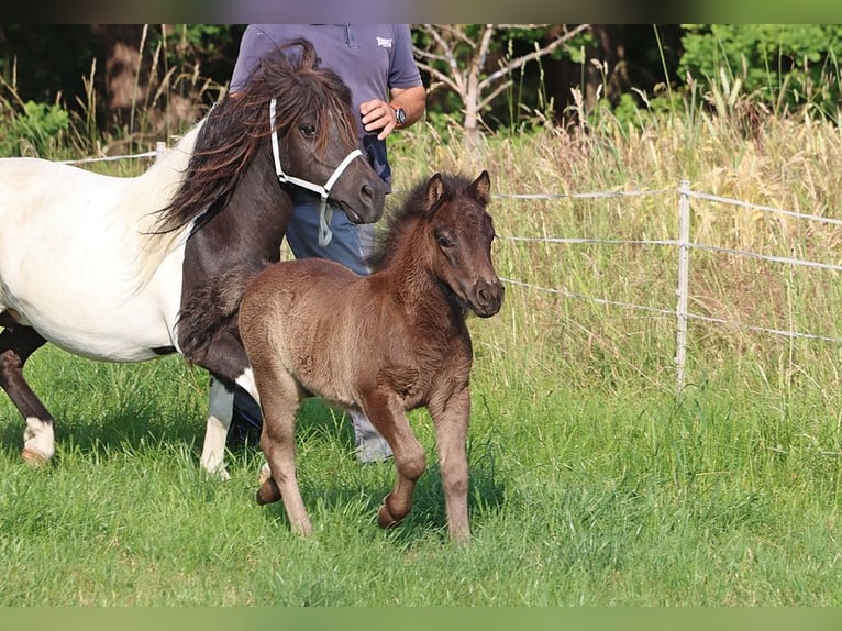 Shetland Ponys Stute 9 Jahre 104 cm Schecke in Hille