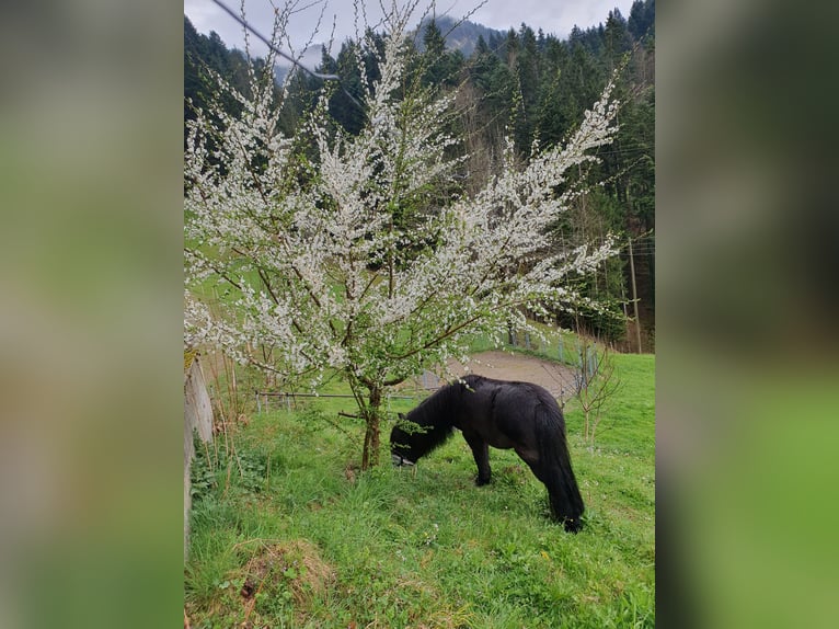 Shetland Ponys Stute 9 Jahre 105 cm Dunkelbrauner in Escholzmatt