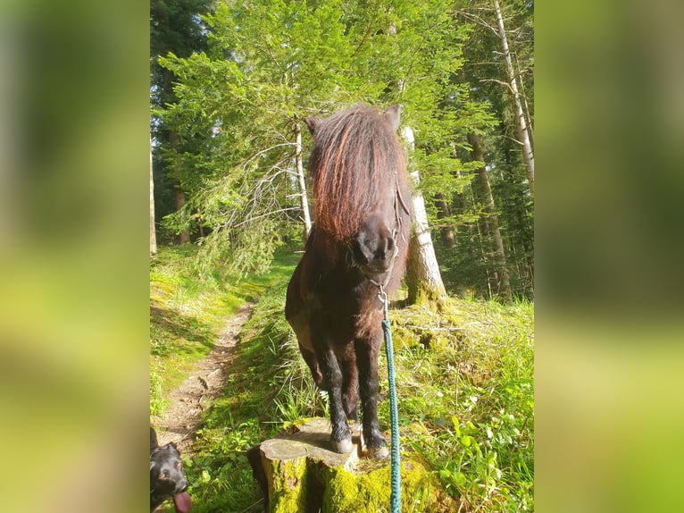 Shetland Ponys Stute 9 Jahre 105 cm Dunkelbrauner in Escholzmatt