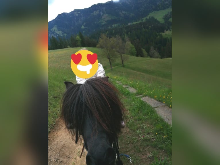 Shetland Ponys Stute 9 Jahre 105 cm Dunkelbrauner in Escholzmatt