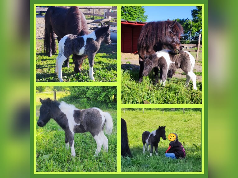 Shetland Ponys Stute 9 Jahre 105 cm Rappe in Bad Segeberg