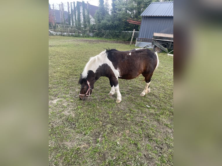 Shetland Ponys Stute 9 Jahre 105 cm Schecke in KirchlengernK