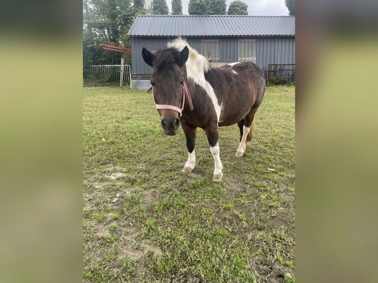 Shetland Ponys Stute 9 Jahre 105 cm Schecke in KirchlengernK