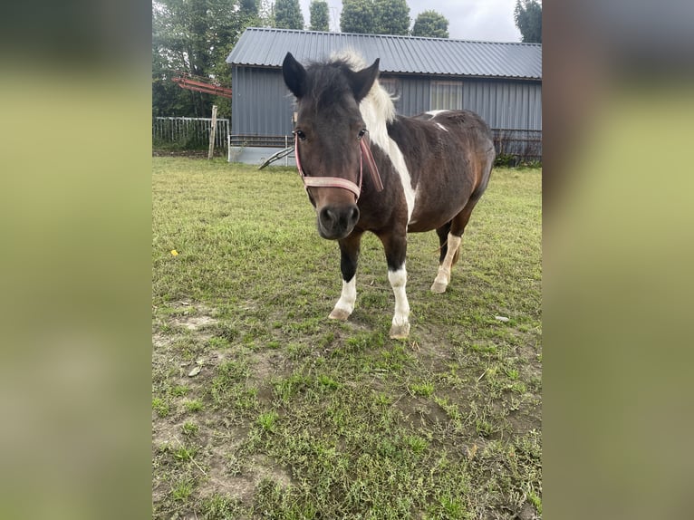 Shetland Ponys Stute 9 Jahre 105 cm Schecke in KirchlengernK