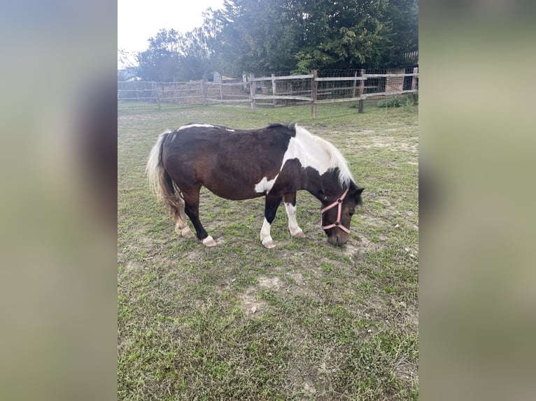 Shetland Ponys Stute 9 Jahre 105 cm Schecke in KirchlengernK