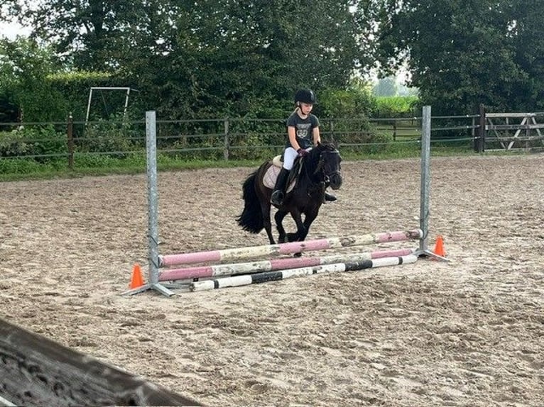 Shetland Ponys Stute 9 Jahre 106 cm Rappe in Ospel