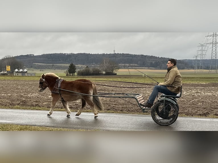 Shetland Ponys Stute 9 Jahre 108 cm Fuchs in Riedlingen