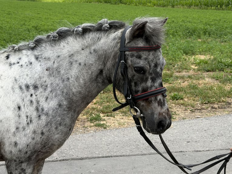 Shetland Ponys Stute 9 Jahre 110 cm Tigerschecke in Riedlingen