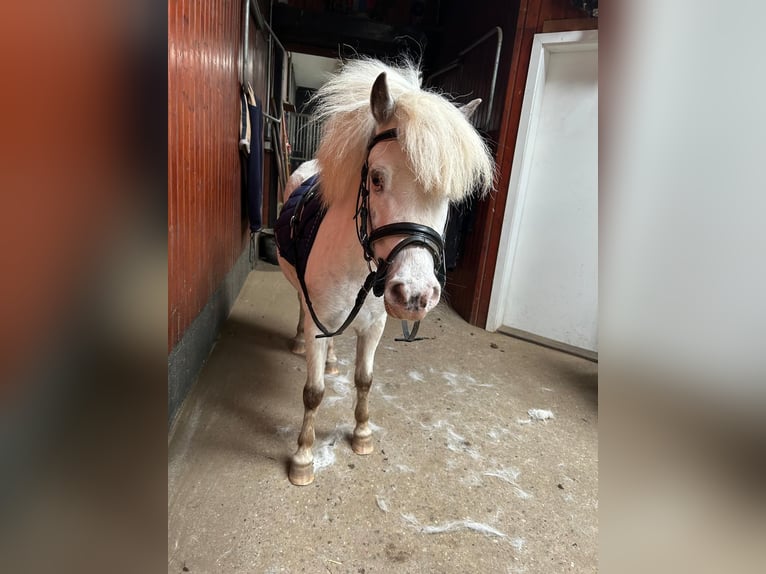 Shetland Ponys Stute 9 Jahre 112 cm Schimmel in Heiligenstedten