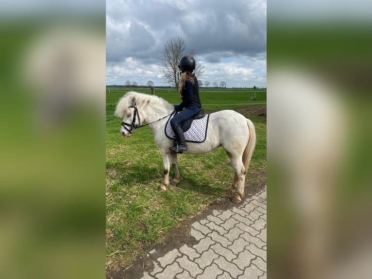 Shetland Ponys Stute 9 Jahre 112 cm Schimmel in Heiligenstedten