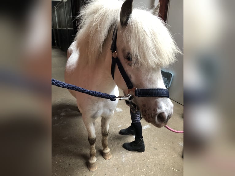 Shetland Ponys Stute 9 Jahre 112 cm Schimmel in Heiligenstedten