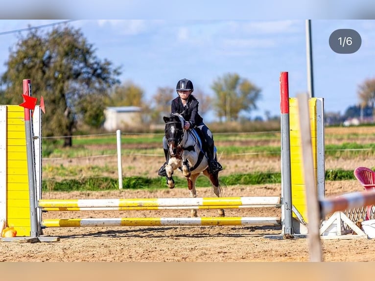 Shetland Ponys Stute 9 Jahre 115 cm Schecke in Poznan