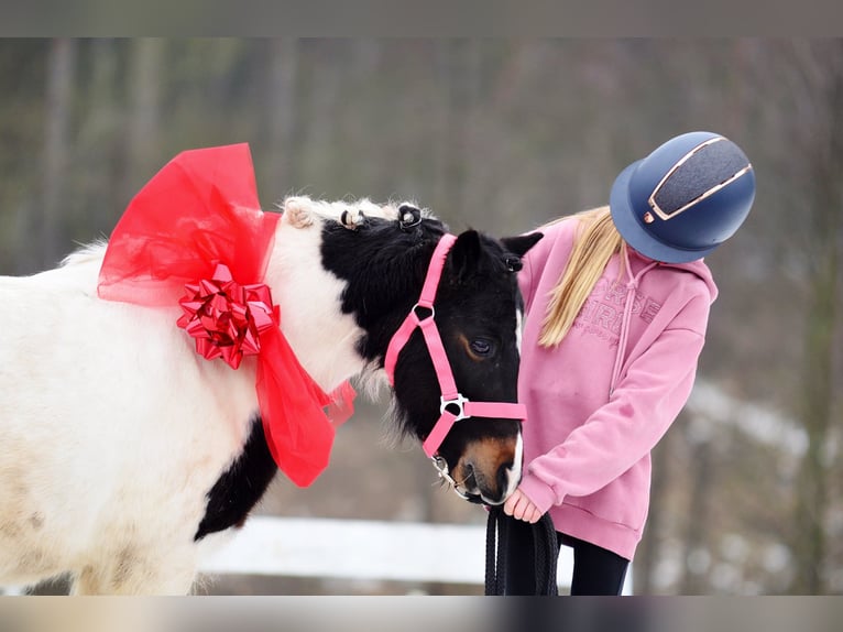 Shetland Ponys Stute 9 Jahre 115 cm Schecke in Poznan