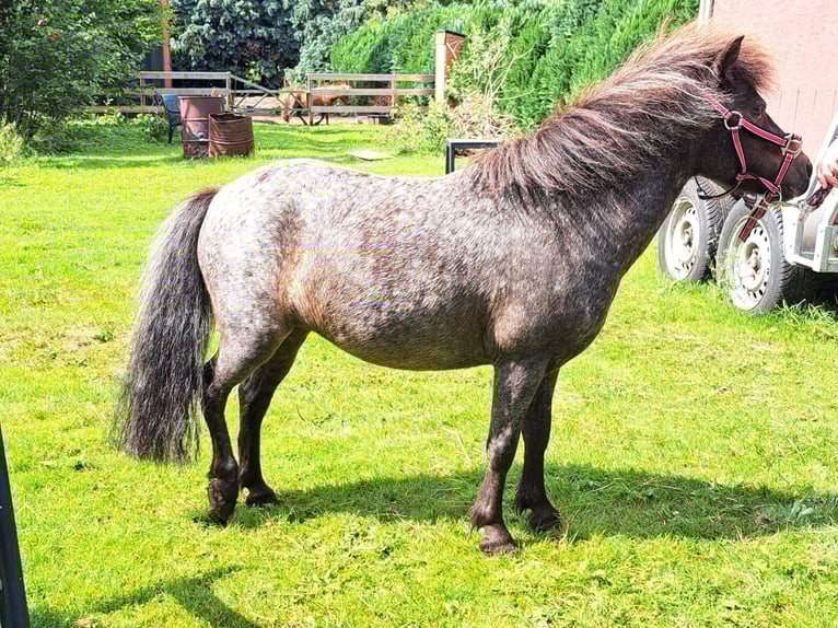 Shetland Ponys Stute 9 Jahre 80 cm Schimmel in Emmer-Compascuum