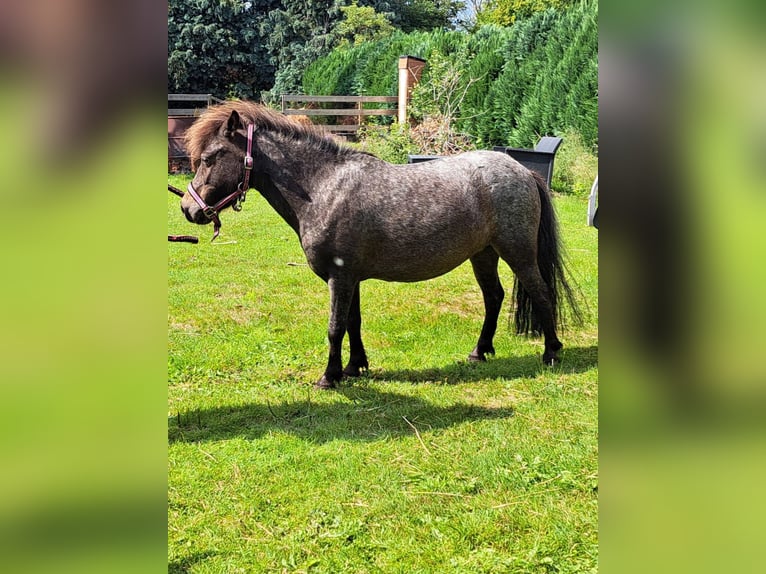 Shetland Ponys Stute 9 Jahre 80 cm Schimmel in Emmer-Compascuum