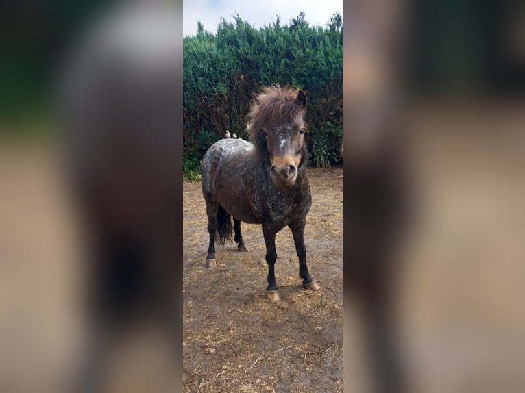 Shetland Ponys Stute 9 Jahre 80 cm Schimmel in Emmer-Compascuum
